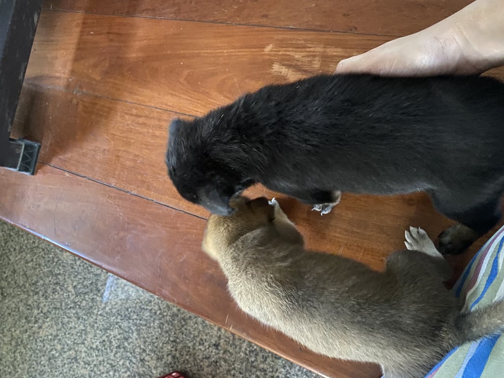 ตามหาเจ้าของหมา แม่หมาจรมาคลอดทิ้งไว้ค่ะ ไม่สะดวกเลี้ยงเพราะอยู่หอ