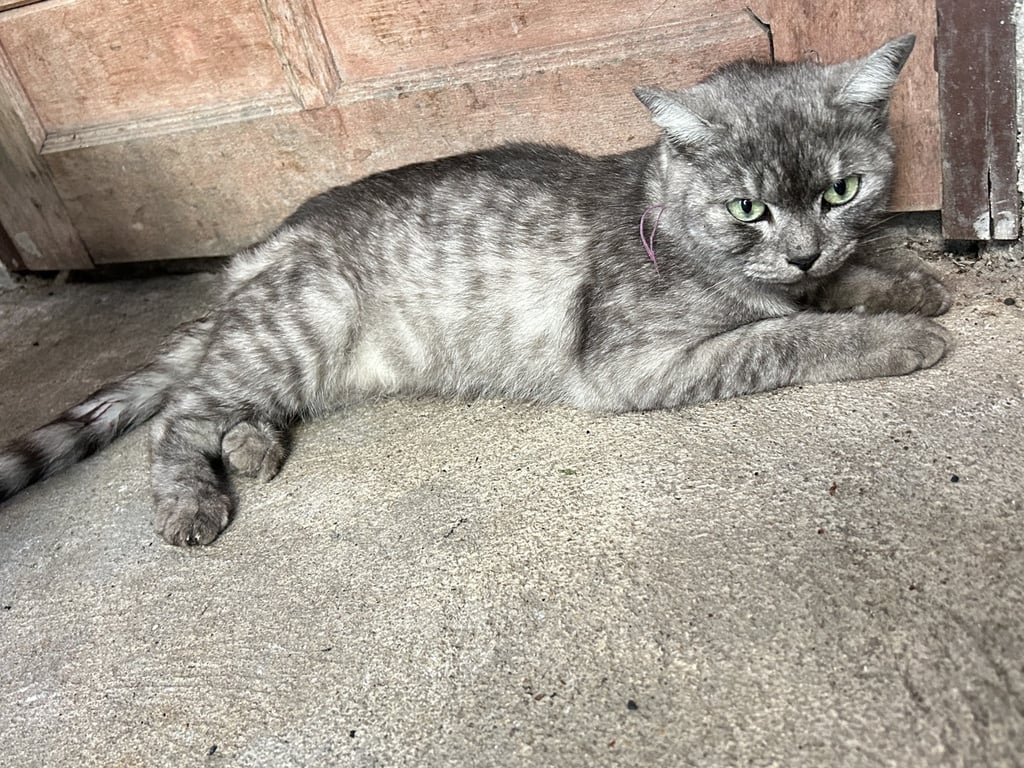 ตามหาเจ้าของแมว 