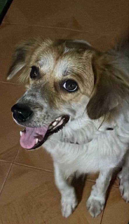 เจ้ย