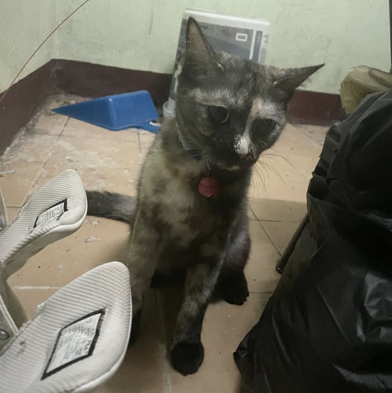 ตามหาเจ้าของแมว 