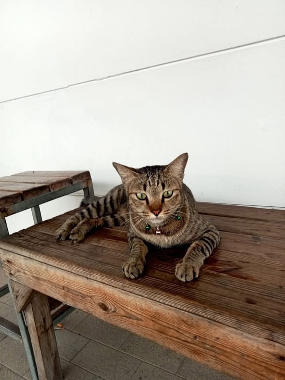 ตามหาเจ้าของแมว 