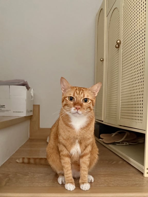 ม่อน