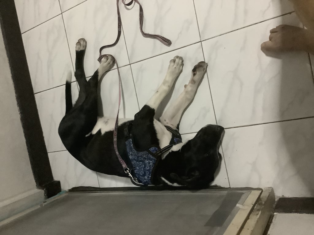 ตามหาเจ้าของหมา พบเจอวิ่งวนอยู่ในหมู่บ้านจงสุข ซ.วงศ์สว่าง19 
บางซื่อ เป็นสุนัขเพศเมียสีขาวดำ อายุ 6 เดือน สภาพทั่วไปแข็งแรง น่าจะมีเจ้าของ เบื้องต้นนำมาไว้ที่บ้านและทำวัคซีนให้แล้ว**ได้รับข้อมูลเพิ่มเติมจากคนในหมู่บ้านที่พบน้องวันเเรกๆว่าถูกนำมาปล่อยทิ้ง** หากผู้ใดต้องการรับอุปการะต่อ ติดต่อมาที่เบอร์0814440416 หรือแอดมาที่ line id:ilike.ilove.noodle