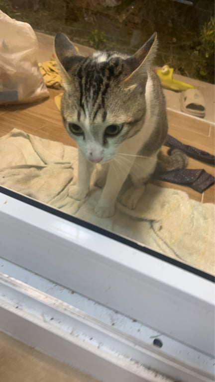 ตามหาเจ้าของแมว พบเจอน้อง คินวันอาทิตย์ น้องจะมาที่บ้านทุกคืน ตอนกลางวันไม่รู้ไปแอบตรงไหน พยายาม เทข้าว เทน้ำให้น้องอยู่ น้องจะมาเฉพาะกลางคืน