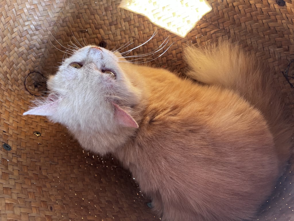 ตามหาเจ้าของแมว นิสัยไม่ดุ ใจดี ฟังรู้เรื่อง