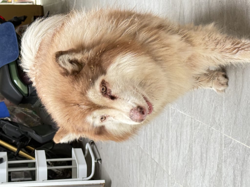 ตามหาเจ้าของหมา พันธุ์ไซบีเรียน หรือ อลาสกัน ตัวใหญ่ขนสีน้ำตาลขาว