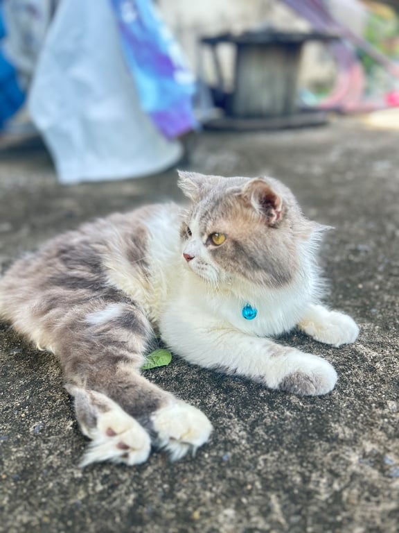 ทาโร่