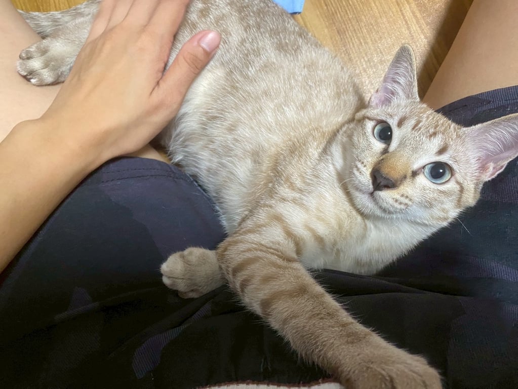 ยาร่า