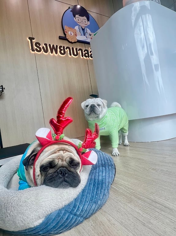 โรงพยาบาลสัตว์ชัดเจน บางบัวทอง นนทบุรี I ChudJen Animal Hospital