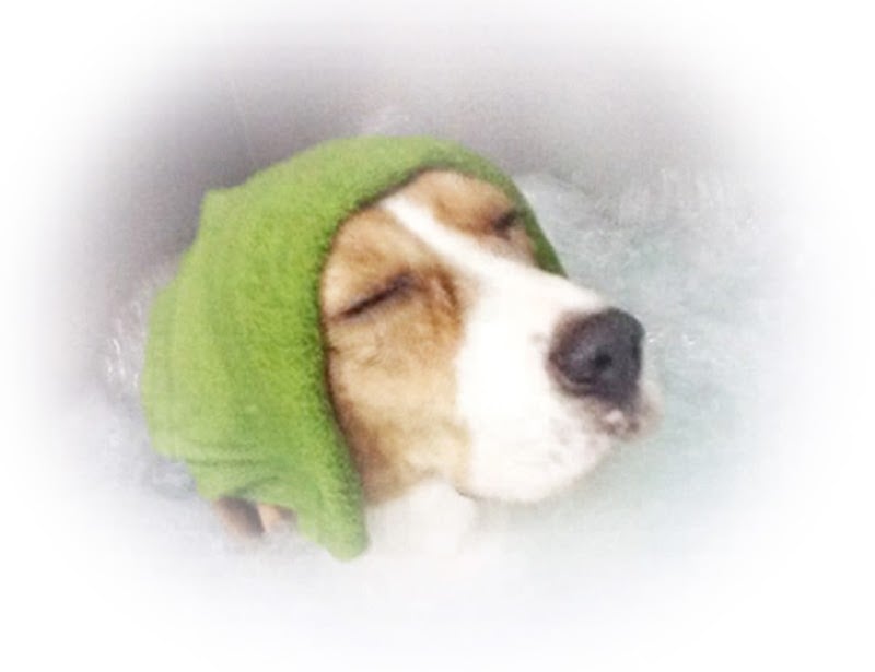เดอะเพ็ทแคร์ (ThePetCare)
