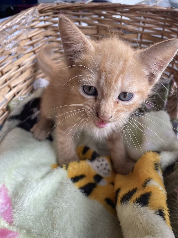 ตามหาเจ้าของแมว หาบ้านให้น้องค่ะ เจ้าของจะเอาไปปล่อยข้างทาง เราเลยขอมาโพสต์หาบ้านก่อน ขอคนใจดีรักแมวนะคะ น้องมี 3 ตัว ผู้  2 เมีย 1 (สีเทาค่ะ)