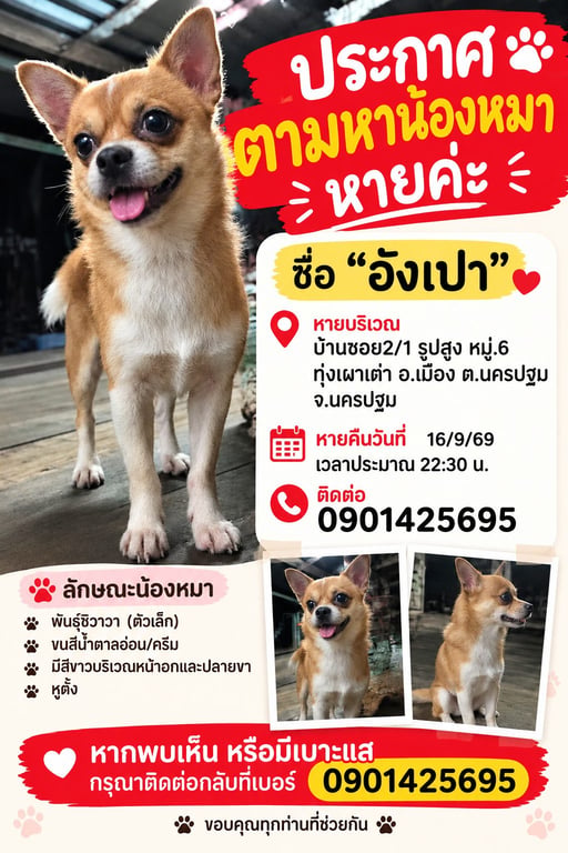 อังเปา