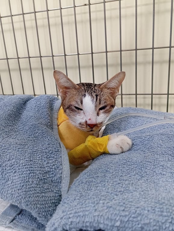 โรงพยาบาลสัตว์หมอประเสริฐ (Good Doctor Pet Hospital)