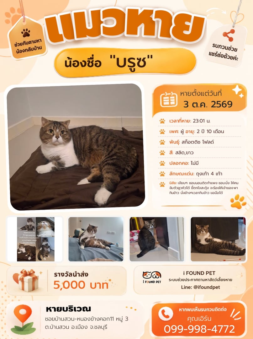 บรูซ (bruce)