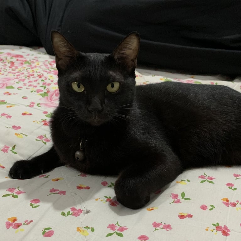 ตามหาเจ้าของแมว แมวสีดำ มีปลอกคอเป็นกระดิ่ง น่ารัก เรียบร้อย ขี้อ้อน นวดเก่ง อายุไม่น่าจะเกิน 1 ปี