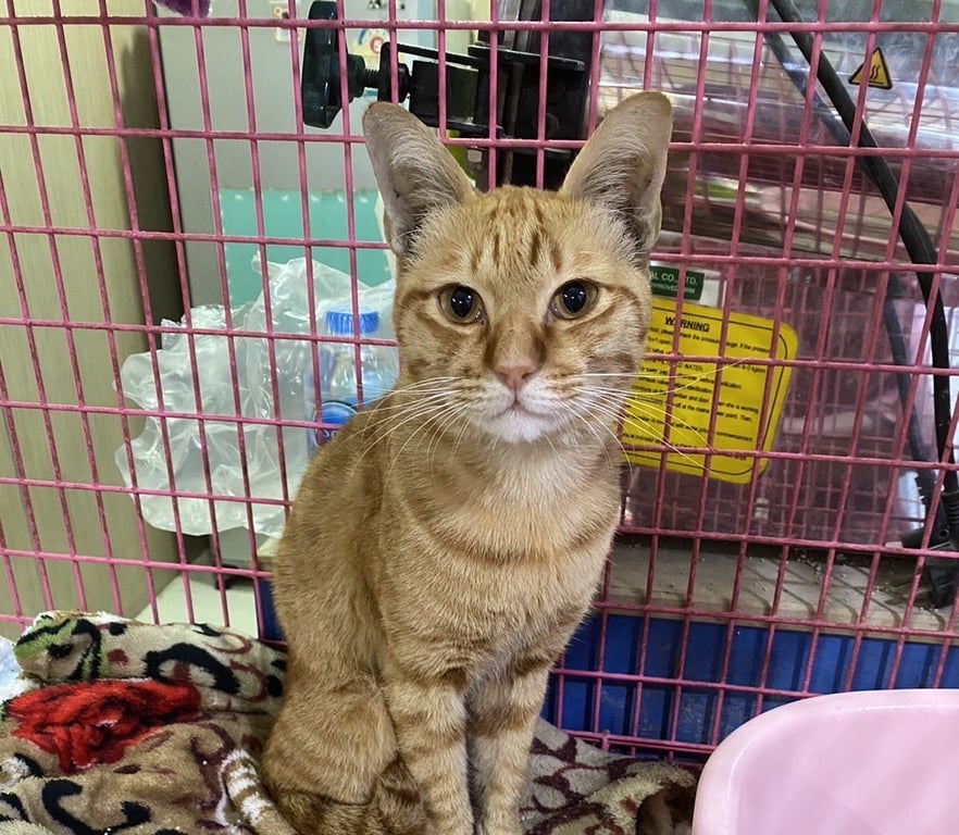 ตามหาเจ้าของแมว ปลอดเอดส์ แต่เป็นลูคีเมีย อายุ 8 เดือน