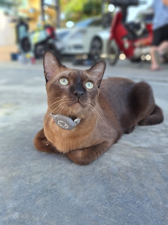 browny