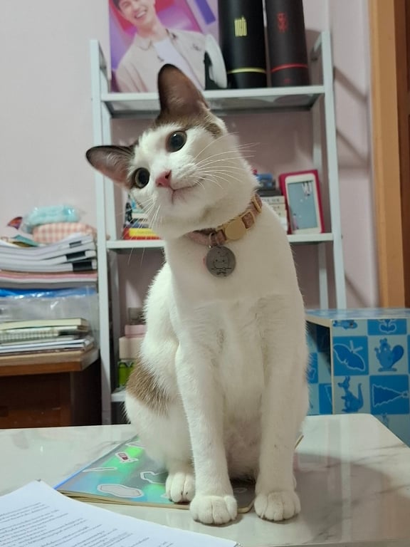 เต้าหู้