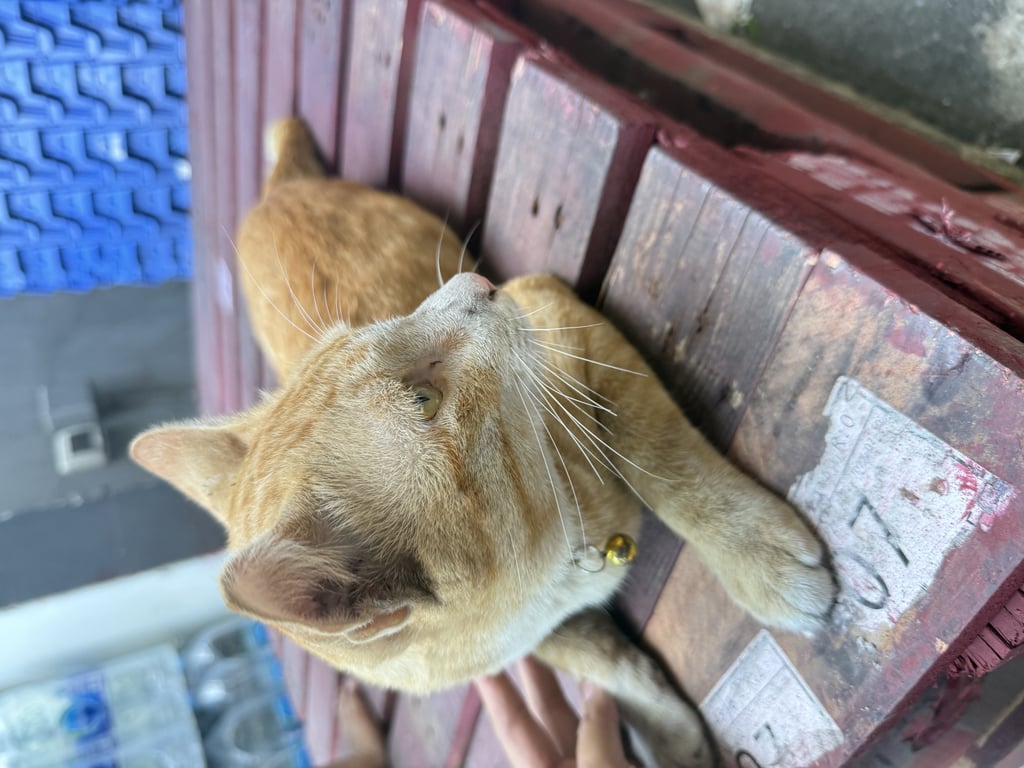 ตามหาเจ้าของแมว แมวส้ม สลิด ตัวผู้ ไม่ทำหมัน หนักประมาณ 5 กิโล