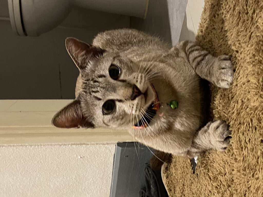 ตามหาเจ้าของแมว น้องขี้อ้อน ติดคนมาก ไม่กลัวคน แต่กลัวเสียงรถ กลัวหมา น้องเนื้อตัวสะอาด จากที่สังเกตน้องน่าจะอายุไม่เกิน 10 เดือนค่ะ ลักษณะลำตัวน้องผอมเพรียว ไม่อ้วน หางยาวตรง