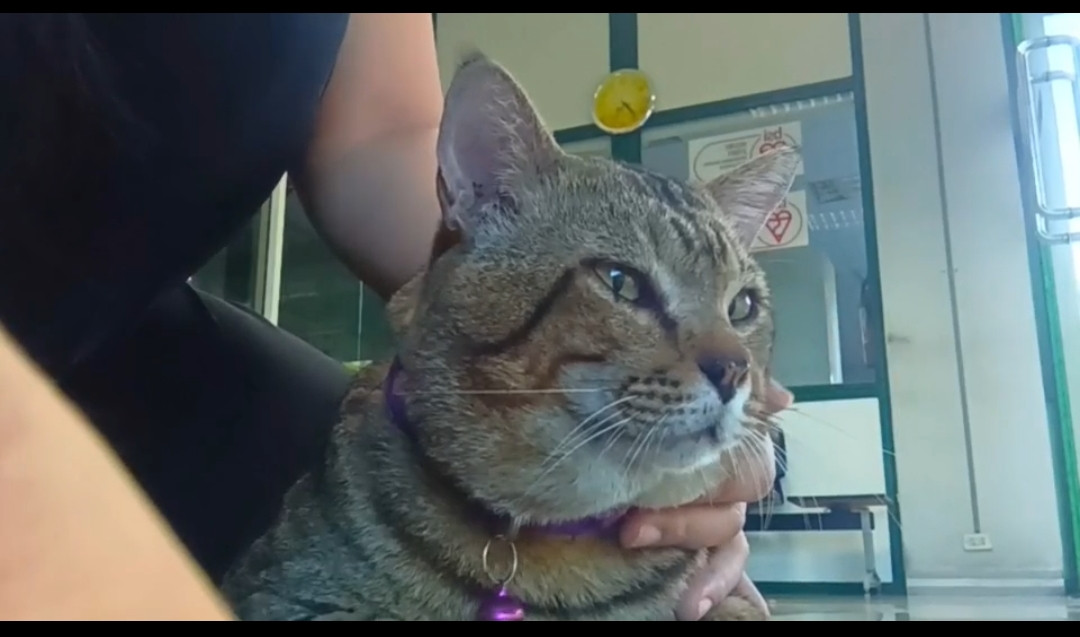 ตามหาเจ้าของแมว ไม่กลัวคน น่าจะเลี้ยงแบบเปิเมา น้องไม่ชอบให้ขัง  จะแหกกรงออกตลอด