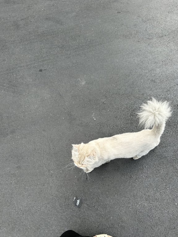 ตามหาเจ้าของแมว ไม่รู้ว่าพันอะไร เพศอะไร เจอพิกัดเเถววิภาวดี