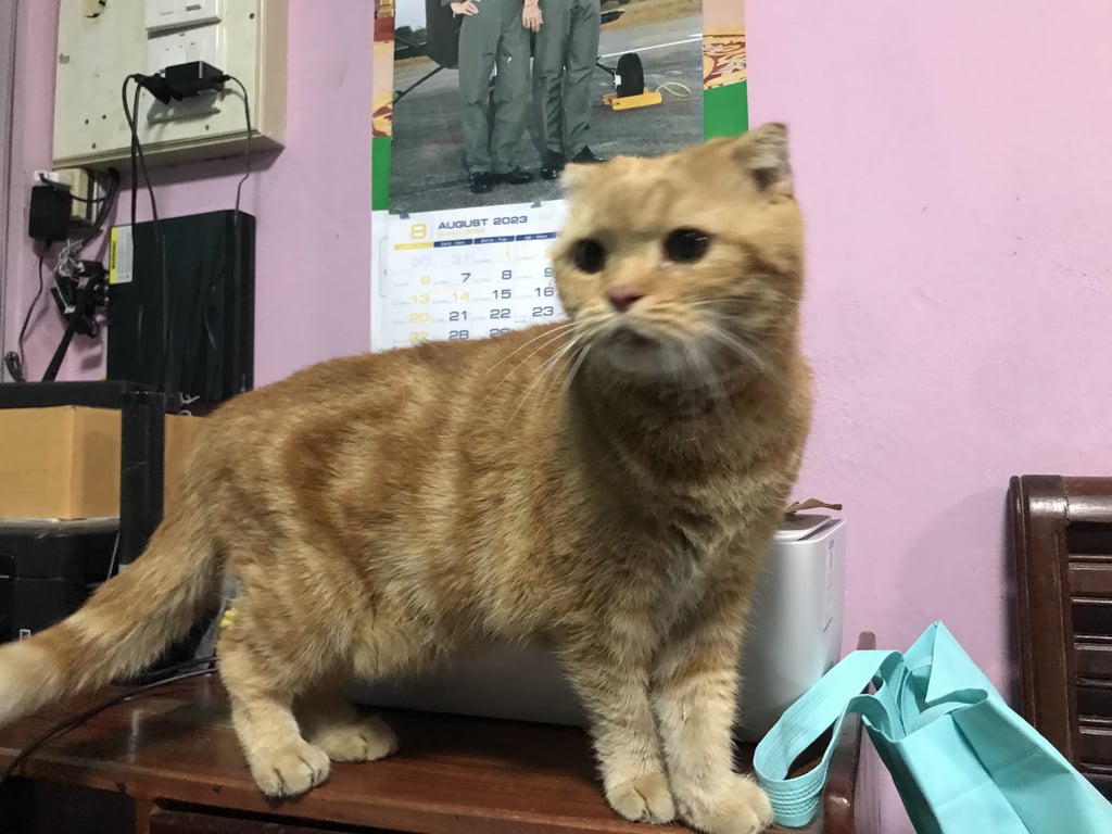 ตามหาเจ้าของแมว ปตท. บายพาสชลบุรี