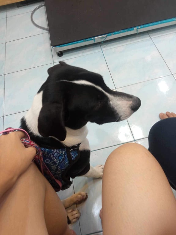 ตามหาเจ้าของหมา พบเจอวิ่งวนอยู่ในหมู่บ้านจงสุข ซ.วงศ์สว่าง19 บางซื่อ เป็นสุนัขเพศเมียสีขาวดำ อายุ 6 เดือน สภาพทั่วไปแข็งแรง น่าจะมีเจ้าของ เบื้องต้นนำมาไว้ที่บ้านและทำวัคซีนให้แล้ว**ได้รับข้อมูลเพิ่มเติมจากคนในหมู่บ้านที่พบน้องวันเเรกๆว่าถูกนำมาปล่อยทิ้ง** หากผู้ใดต้องการรับอุปการะต่อ ติดต่อมาที่เบอร์0814440416 หรือแอดมาที่ line id:ilike.ilove.noodle