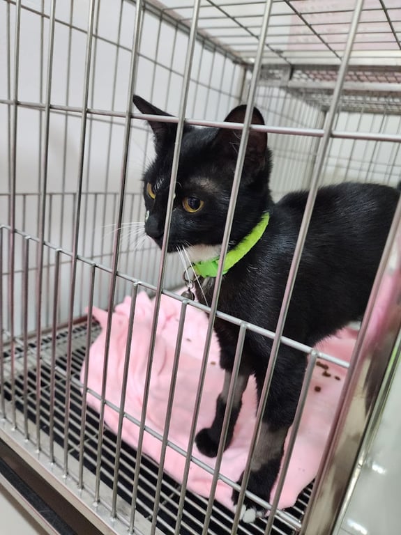 คลินิกรักษาสัตว์เพ็ทเฮ้าส์64 (Pethouse64clinic)