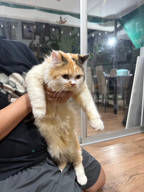 ตามหาเจ้าของแมว วิ่งเข้ามาในบ้าน