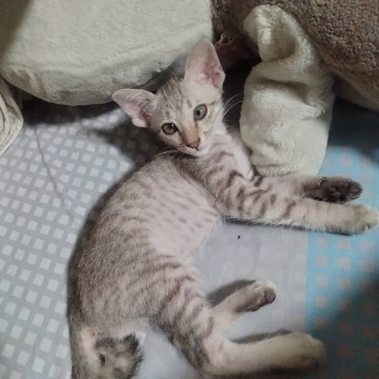 ปลาเผา