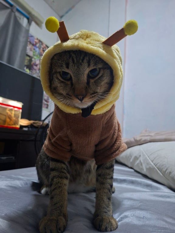 ออสติล