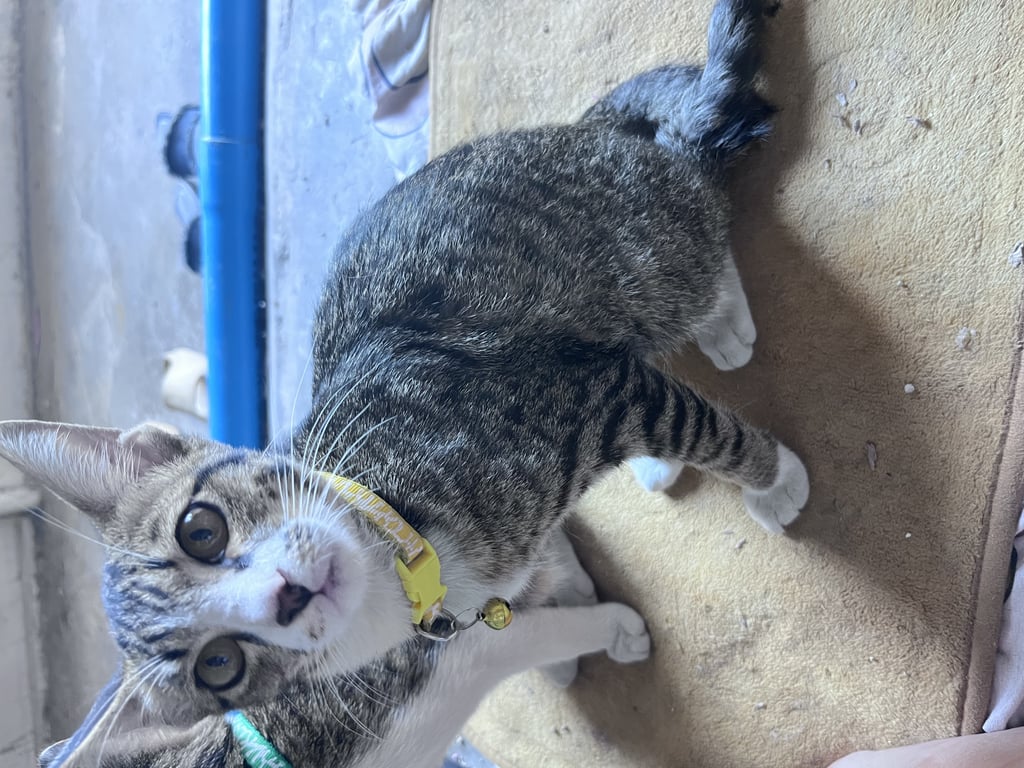 ตามหาเจ้าของแมว หางคอด ที่หอไม่ให้เลี้ยงสัตว์ค่ะ