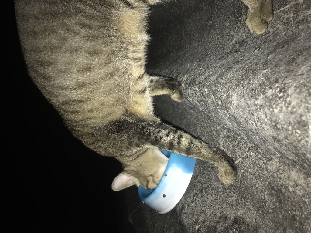 ตามหาเจ้าของแมว 