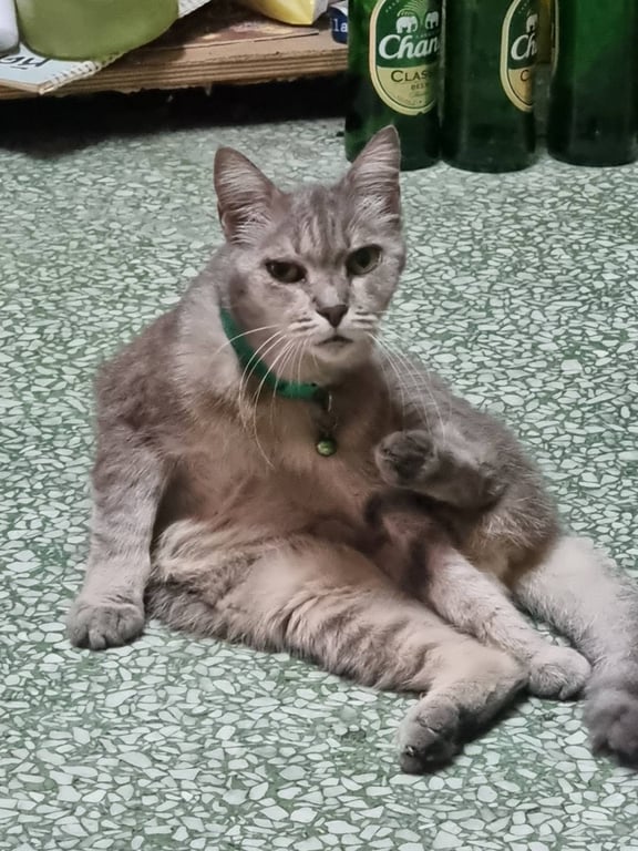 จ๊ะจ๋า