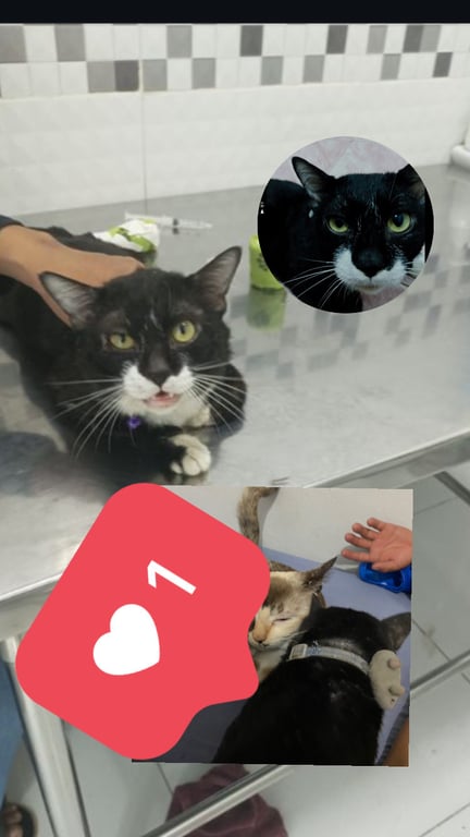 อาดำ