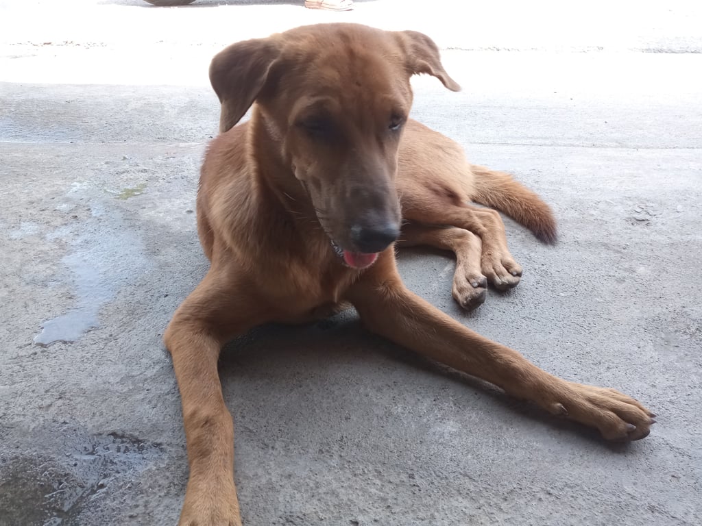 ตามหาเจ้าของหมา น้องน่ารัก ไม่ดุ น่าจะอายุประมาณ 1 ขวบ คาดว่าน้องจะหลงมา ต้องการคนรับเลี้ยงดูแลที่ปลอดภัย เพราะน้องวิ่งอยู่ข้างถนนไปมา กลัวจะโดนรถชน และมีมนุษย์ป้าเอาไม้ไล่ตีน้อง เราทำได้แค่ให้ข้าวให้น้ำ เพราะมนุษย์ป้าไม่ให้เลี้ยงในบ้าน