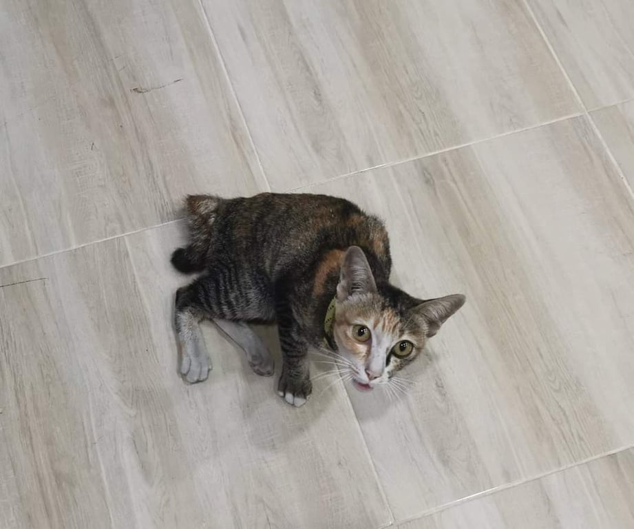 ตามหาเจ้าของแมว 