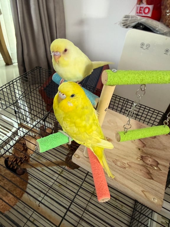 ยู
