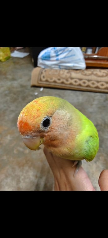จิ๊ดริด