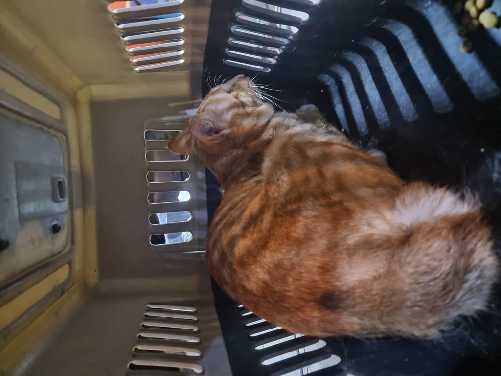 ตามหาเจ้าของแมว 