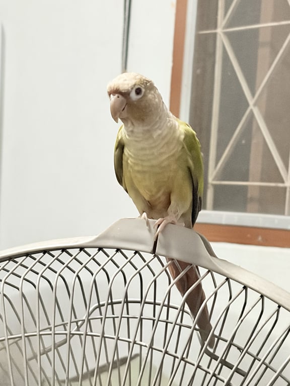 ลาล่า