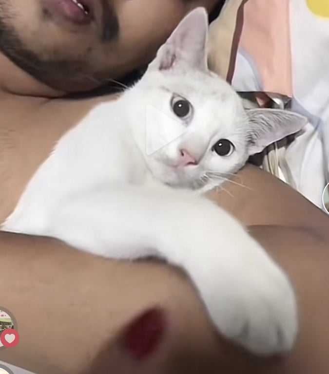 ใข่ขาว