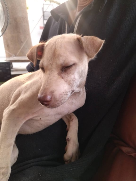 ตามหาเจ้าของหมา พบน้องที่คลองบางกอกน้อย ตรงข้ามโรงพยาบาลศิริราช ตอนนี้น้องอยู่ที่วัดดุสิตารามตรงเมรุเผาศพ อยู่กับคนดูแลรับรถ ที่จอดในเมรุ น้องดูผอมโซ