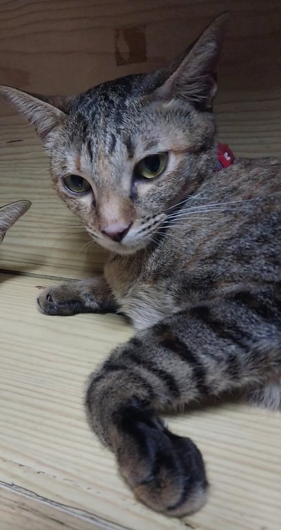 เห็ดหอม