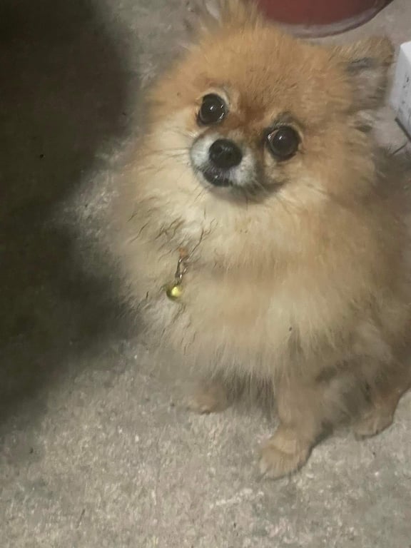 ตามหาเจ้าของหมา มีปลอกคอ น้องสีน้ำตาล เจอน้องแถว kfc ภาค5