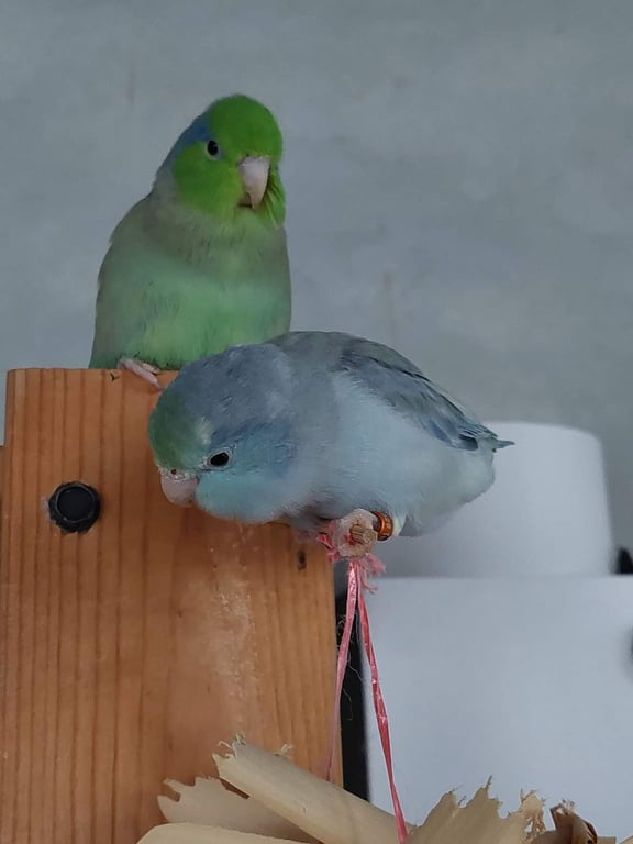 ตามหาเจ้าของนก ตัวผู้สีเขียว