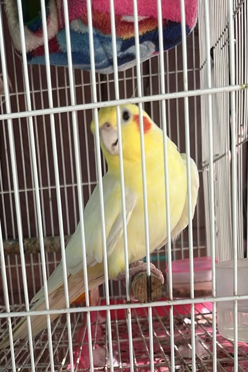 กัมมี่