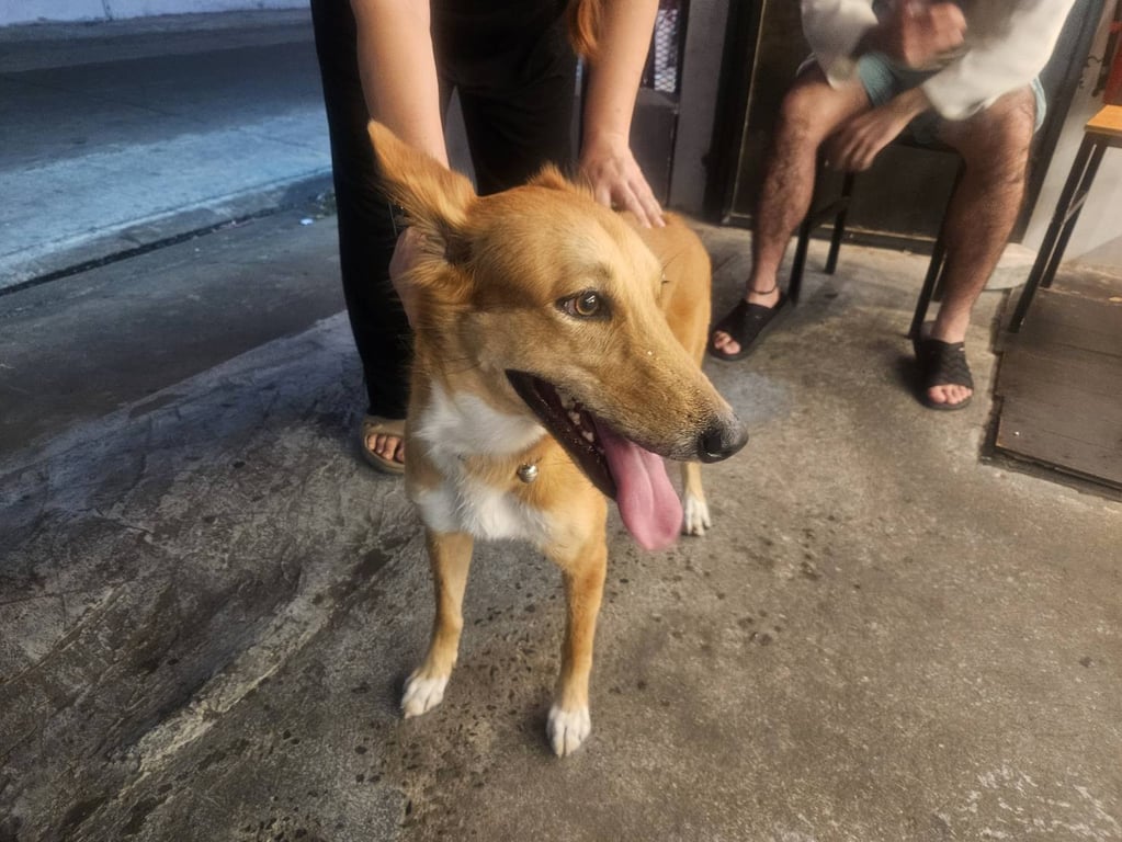 ตามหาเจ้าของหมา เป็นสุนัขตัวเมีย อายุประมาณ 1-2 ปี สีน้ำตาลอ่อน ขนสั้น