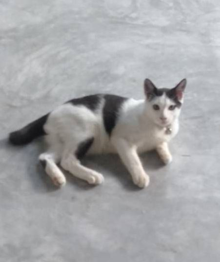 ตามหาเจ้าของแมว เป็นลูกแมวจร แม่ตาย